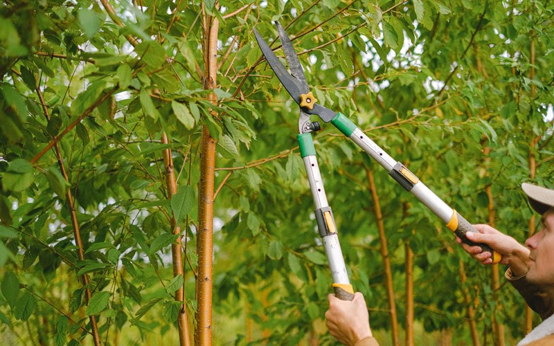 Tree trimming in Wataga, IL